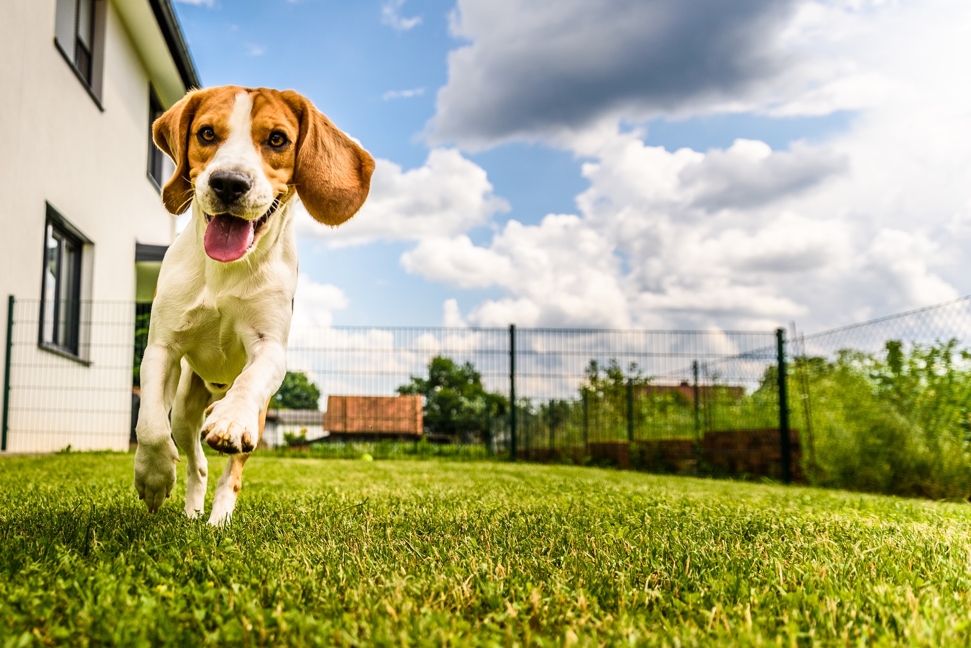 Beagle dog running in fenced yard
