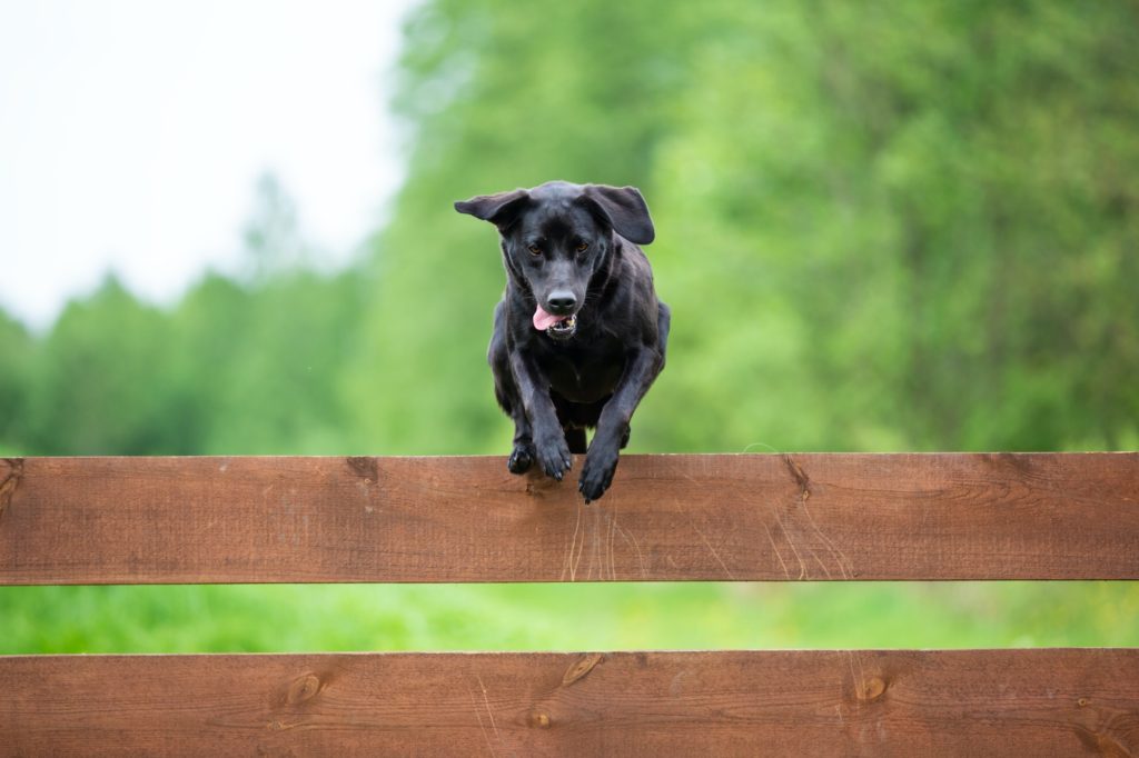 Dog Jumping Over the Fence